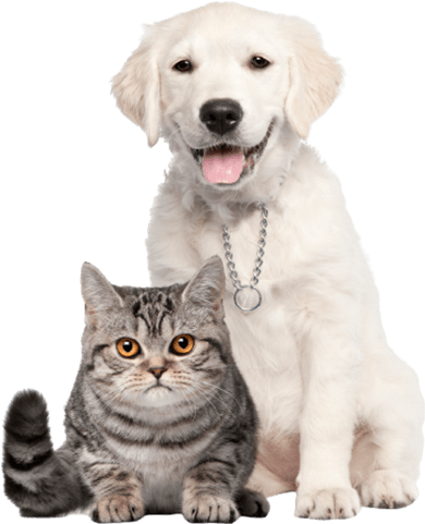 pets 01