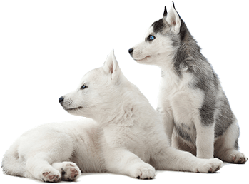 pets 02