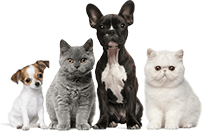pets 03