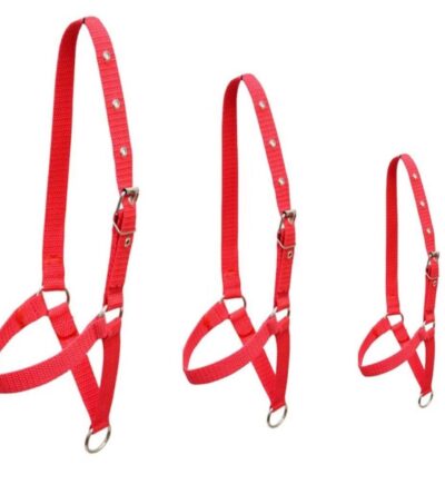 Cabresto Para Boi Vaca Bezerro Bode Carneiro Ovelha Luxo Reforçado Fita Envio Imediato