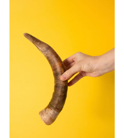 Chifre Desidratado Bovino Natural Mordedor Pacote com 2 ou 5un - Opaparico